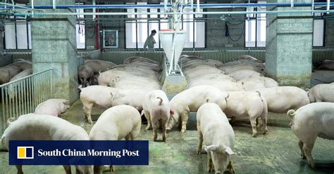 south china post hogs